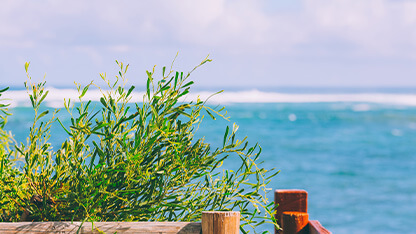 Ocean view