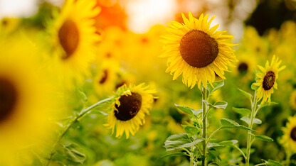 Sunflowers in summer