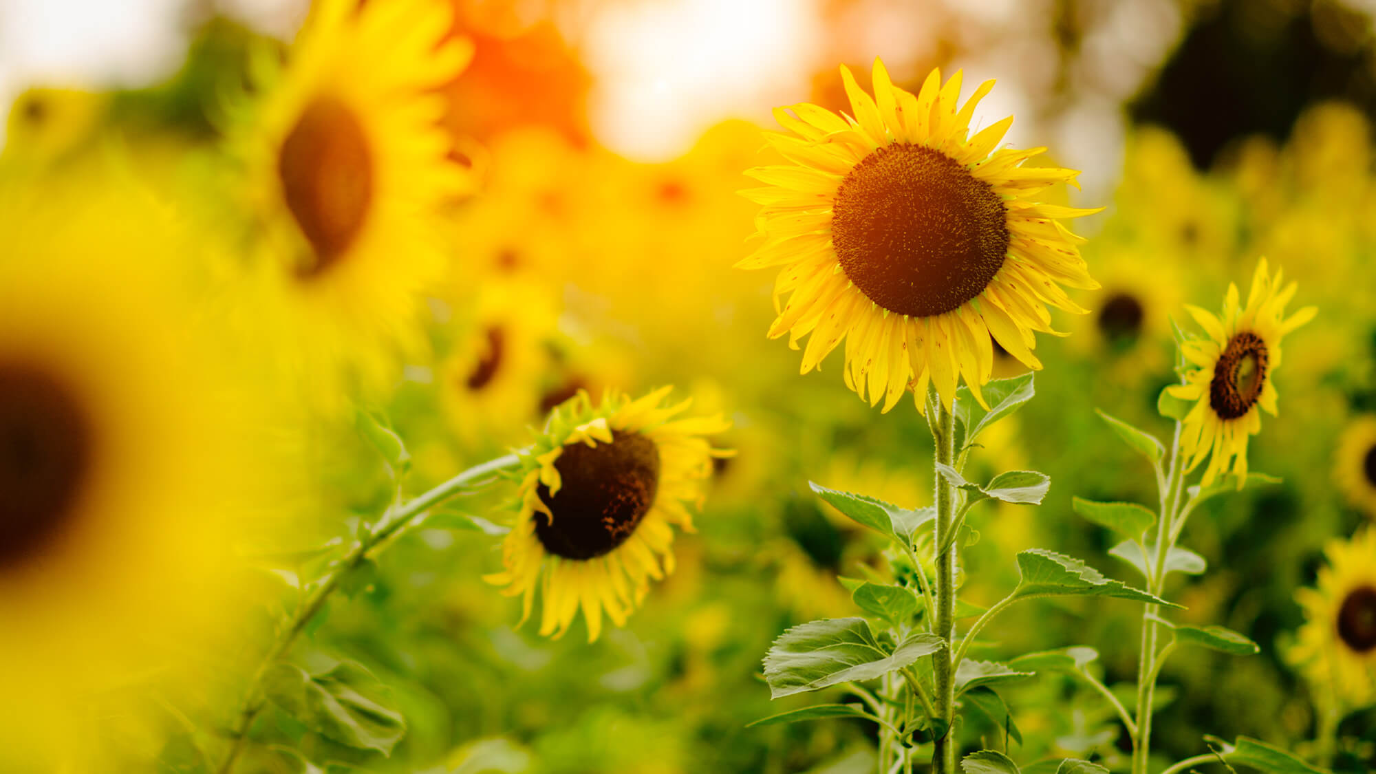 Sunflowers in summer