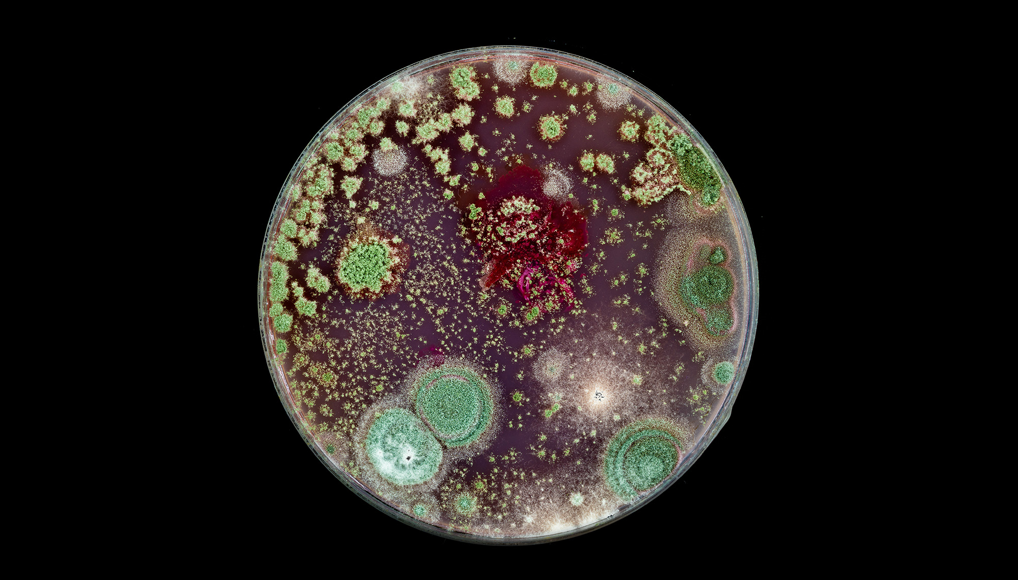  Bacteria and fungi cultured on Petri dish